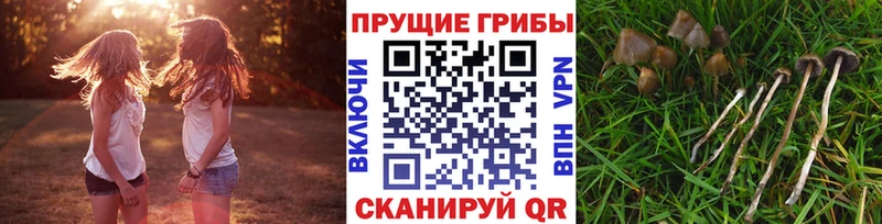 Галлюциногенные грибы ЛСД  что такое   hydra tor  Черняховск 